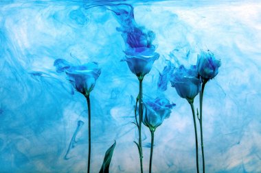 çiçek su mavi arka plan beyaz boya akrilik gül duman çizgileri altında içinde