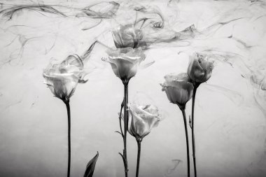 Siyah ve beyaz fotoğraf. Beyaz beyaz bir arka plan üzerinde su içinde teşkil etmektedir. Çiçek mi akrilik boya ile su altında.