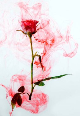 su renk stil kırmızı gül beyaz arka plan akrilik su tutku kan pembe içinde etrafında yeşil yaprakları