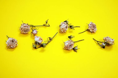 Pembe Gül üstten görünüm küçük kartpostal Yeşil Sarı yaprakları arka plan
