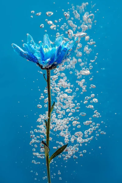 Květinové vody kapky bubliny modré pozadí bílé růže aster chryzantémy uvnitř pod — Stock fotografie