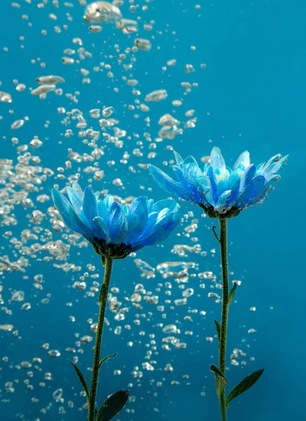 kabarcıklar mavi arka plan beyaz gül aster krizantem içinde altında çiçek su damlaları