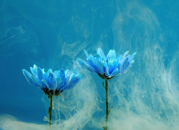 Květ chryzantémy na aster modré pozadí bílé vody uvnitř pod akrylátové barvy — Stock fotografie