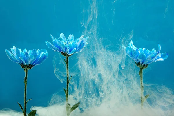 Modrá Chryzantéma Uvnitř Vodě Modrém Pozadí Květiny Aster Pod Vodou — Stock fotografie