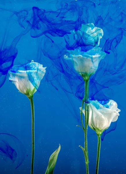 Květinové vody modré pozadí bílé aster chryzantémy uvnitř pod akrylové barvy růže — Stock fotografie