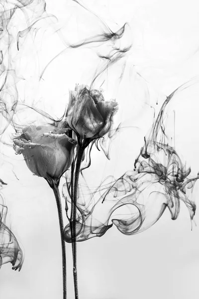 Flor agua fondo blanco interior bajo pinturas acrílico rosa humo rayas negro — Foto de Stock