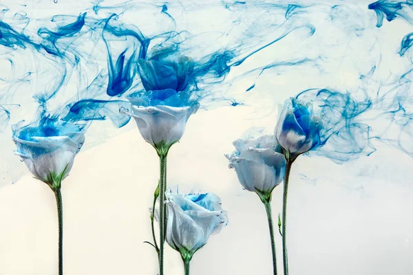 çiçek su mavi arka plan beyaz boya akrilik gül duman çizgileri altında içinde