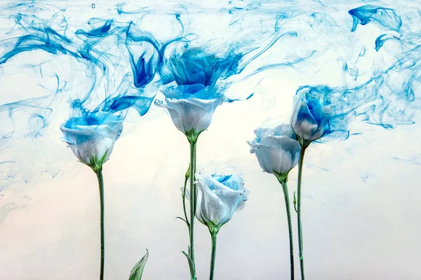 Virág víz kék háttér fehér, belül a festékek akril Rózsa füst csíkok — Stock Fotó