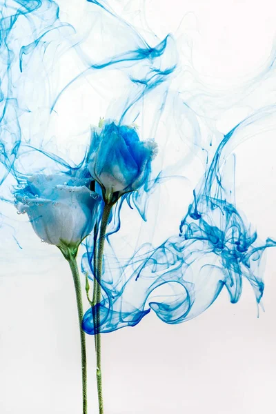 Flori apă albastru fundal alb în interior sub vopsele acrilice trandafir dungi de fum — Fotografie, imagine de stoc