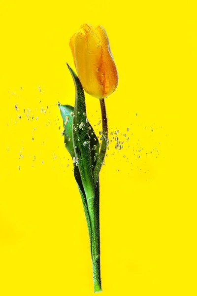 Fiore gocce d'acqua bolle sfondo bianco dentro sotto tulipano giallo parco giardino stagno dreen uno regalo madre primavera — Foto Stock