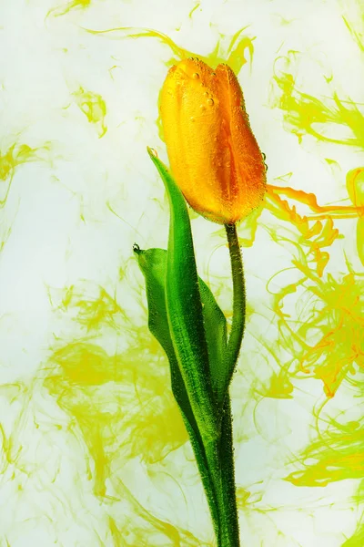 Flor agua amarillo fondo blanco interior bajo pinturas acrílico tulipán humo rayas verde parque jardín estanque naranja — Foto de Stock