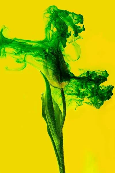 Flor agua amarillo fondo blanco interior bajo pinturas acrílico tulipán humo rayas verde parque jardín estanque — Foto de Stock