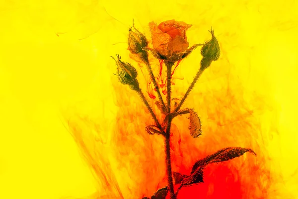 Aquarelle abstrait rouge rose vert rose intérieur bouquet fleur fond jaune acrylique — Photo