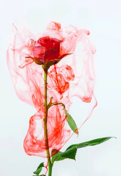 Aquarell Stil abstrakt rot rosa weiß Hintergrund Acryl innen Wasser Leidenschaft Blut rosa Blätter grün um — Stockfoto