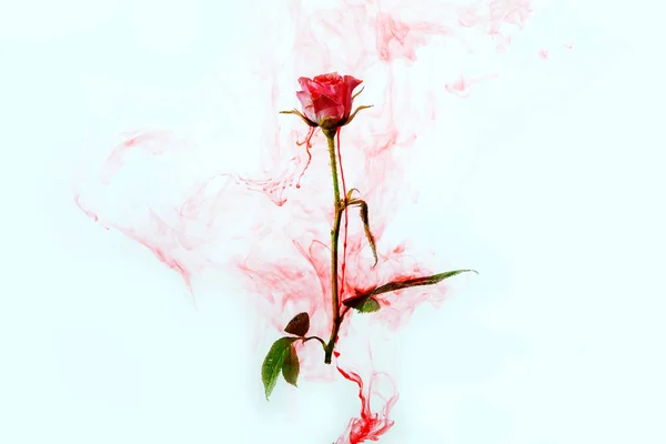 Rosa Rosa Com Folhas Verdes Dentro Água Sobre Fundo Branco — Fotografia de Stock