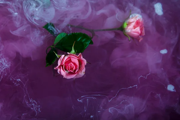 Acquerello stile rosa bianco fondo acrilico dentro acqua passione rosa foglie verde intorno viola lilla bordeaux marsala — Foto Stock