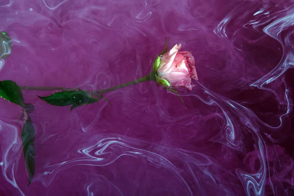 Acquerello stile rosa bianco fondo acrilico dentro acqua passione rosa foglie verde intorno viola lilla bordeaux marsala — Foto Stock