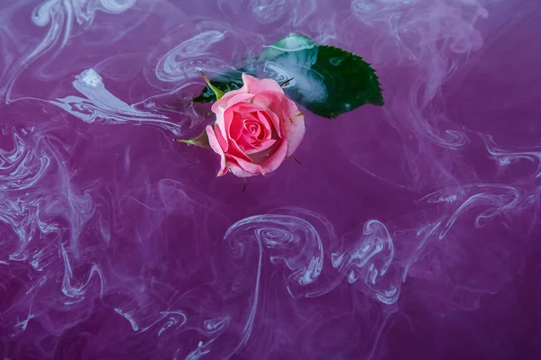 Rosa Rosa Con Hojas Verdes Dentro Del Agua Púrpura Con — Foto de Stock