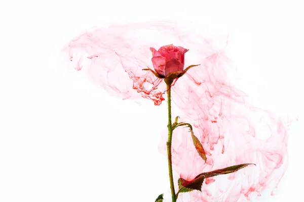 Aquarell Stil abstrakt rot rosa weiß Hintergrund Acryl innen Wasser Leidenschaft Blut rosa Blätter grün um — Stockfoto