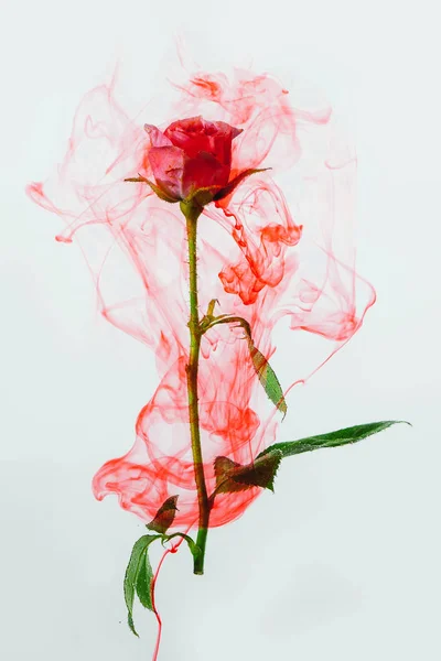 Yeşil pembe Gül, beyaz bir arka plan üzerinde içinde su bırakır. Suluboya stili ve Roze soyut resim.