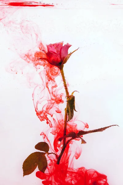 Rosa Rose Mit Grünen Blättern Wasser Auf Weißem Hintergrund Aquarell — Stockfoto