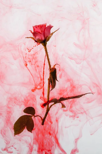 Rose Rose Avec Des Feuilles Vertes Intérieur Eau Sur Fond — Photo