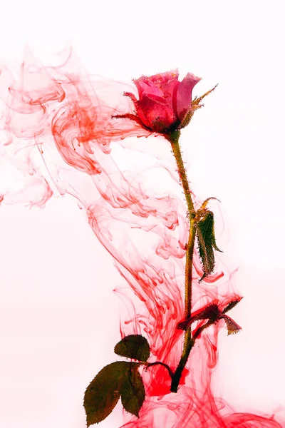 Yeşil pembe Gül, beyaz bir arka plan üzerinde içinde su bırakır. Suluboya stili ve Roze soyut resim.