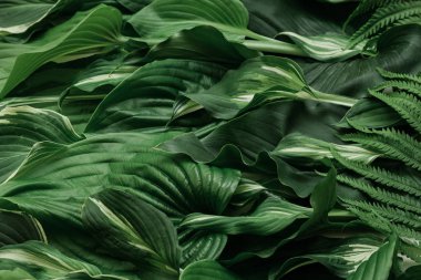 birçok farklı tropikal doku arka plan doğal güzel sanatlar kartpostal taze yaz yeşil yaprak desenli beyaz
