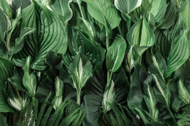 birçok farklı tropikal doku arka plan doğal güzel sanatlar kartpostal taze yaz yeşil yaprak desenli beyaz