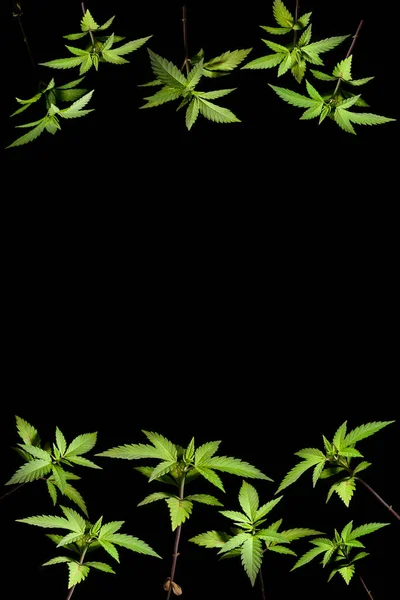 Κάνναβης βλάστηση καλλιέργειας μαριχουάνα ιατρικούς σκοπούς υγείας απομονωμένες μαύρο φόντο το χορτάρι αυξάνεται θέσει βοήθεια ιατρική πράσινο Cbd Thc — Φωτογραφία Αρχείου