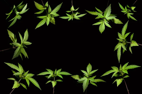 Κάνναβης βλάστηση καλλιέργειας μαριχουάνα ιατρικούς σκοπούς υγείας απομονωμένες μαύρο φόντο το χορτάρι αυξάνεται θέσει βοήθεια ιατρική πράσινο Cbd Thc — Φωτογραφία Αρχείου