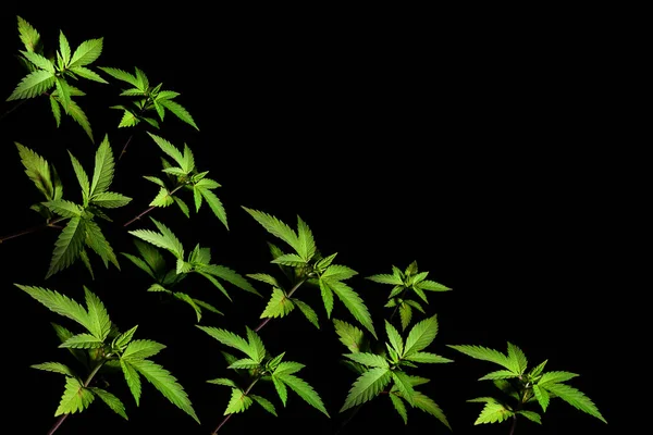 Cannabis vegetación cultivo marihuana fines médicos salud aislado fondo negro hierba crecer poner ayuda medicina verde CBD THC — Foto de Stock