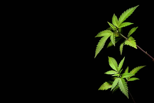 Vegetationen gröda marijuana medicinska ändamål hälsa isolerade bakgrunden svart cannabisblad växa två sätta hjälp medicin grön Cbd Thc — Stockfoto