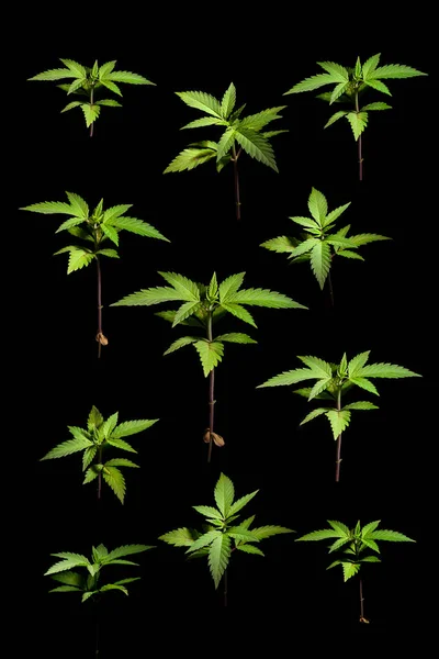 Cannabis vegetazione raccolto marijuana scopi medici salute isolato sfondo nero erba crescere mettere aiuto medicina verde CBD THC — Foto Stock