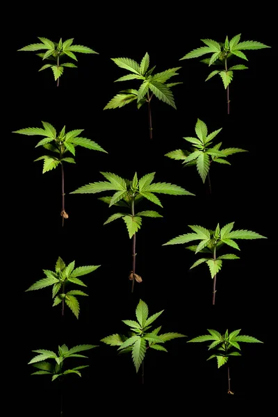 Cannabis vegetation gröda marijuana medicinska ändamål hälsa isolerade bakgrunden svart ört växer sätta hjälp medicin grön Cbd Thc — Stockfoto