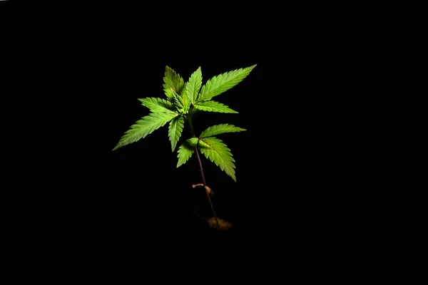 Cannabis vegetação cultura marijuana fins médicos saúde isolado fundo preto erva crescer colocar ajuda medicina verde — Fotografia de Stock