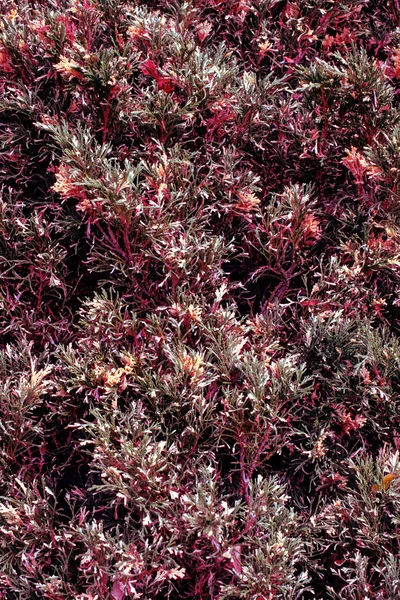 Hintergrund Herbstblüte Wacholder Zweige rosa lila grün gelb Pflanzennadeln immergrüner Strauch rot — Stockfoto