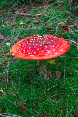 Amanita Red Fly Agaric Mantar Ormanı Bir sonbahar yeşil çimen