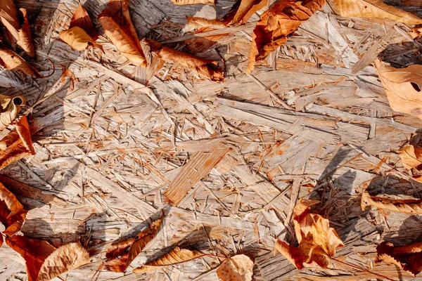 Жовта тінь сонця світле мокре осіннє листя на фоні старого дерев'яного копіювання простір червоний — стокове фото