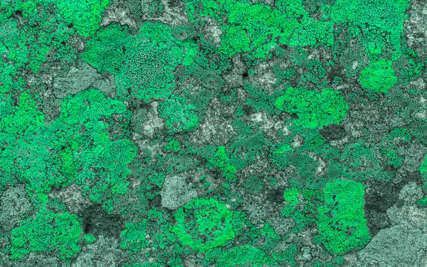 Velho granito pedra mármore parede verde musgo textura natural fundo — Fotografia de Stock
