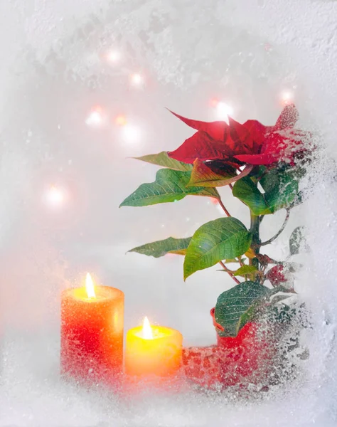 Roter Weihnachtsstern weiße Kerze gelb zwei Schnee Fenster grün Blätter Busch Pflanze Lichter — Stockfoto