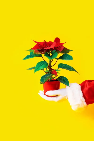 Roter Weihnachtsstern gelber Hintergrund Hand Weihnachtsmann weißer Handschuh grüne Blätter halten — Stockfoto