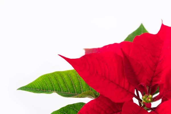 Red poinsettia white background green leaves vase pot bush plant — Stock Photo, Image