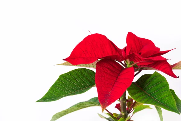 Piros poinsettia fehér háttér zöld levelek váza cserép bokor növény — Stock Fotó