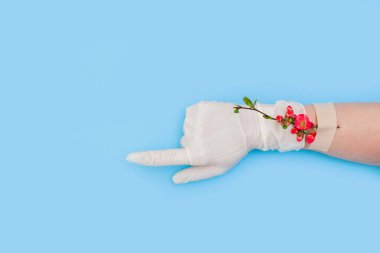 Elinde yapıştırıcı bantlı, beyaz tıbbi eldivenli, mavi arka planlı bahar pembe çiçekleri. Hastalığın ya da salgının sonu kavramı.