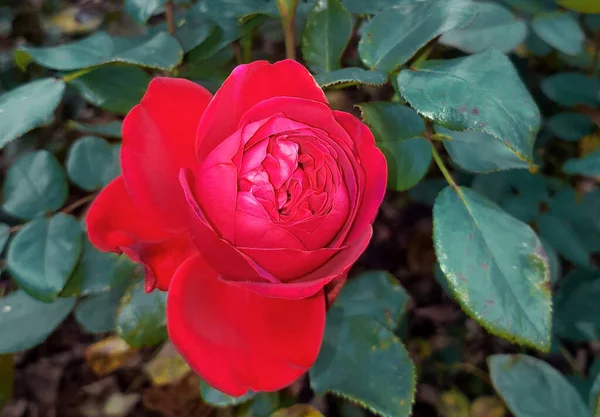 Крупный План Красной Голландской Розы Цветущей Осенью — стоковое фото