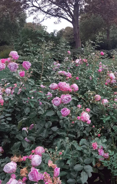 Bosjes Van Holland Roze Rozen Bloeien Herfst Het Park — Stockfoto