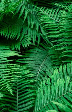 Tropik yeşil eğreltiotu yaprakları, doğa arka planı, yakın plan, seçici odak.