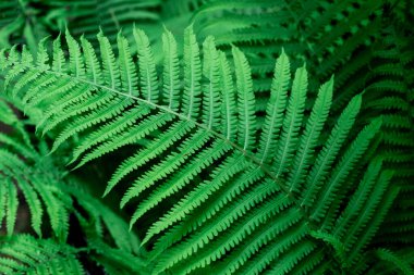 Tropik yeşil eğreltiotu yaprakları, doğa arka planı, yakın plan, seçici odak.