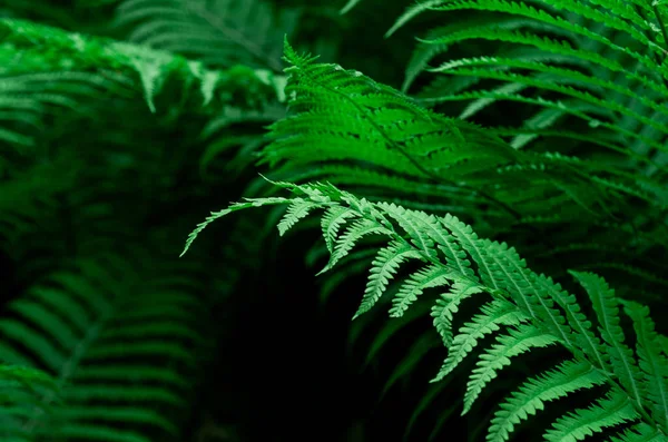 Tropical Green Leaves Fern Nature Background Close Selective Focus — стокове фото